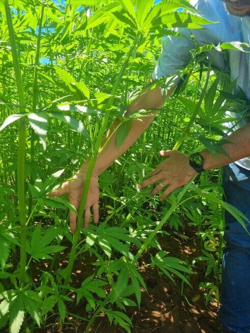 Hemp Cultivation